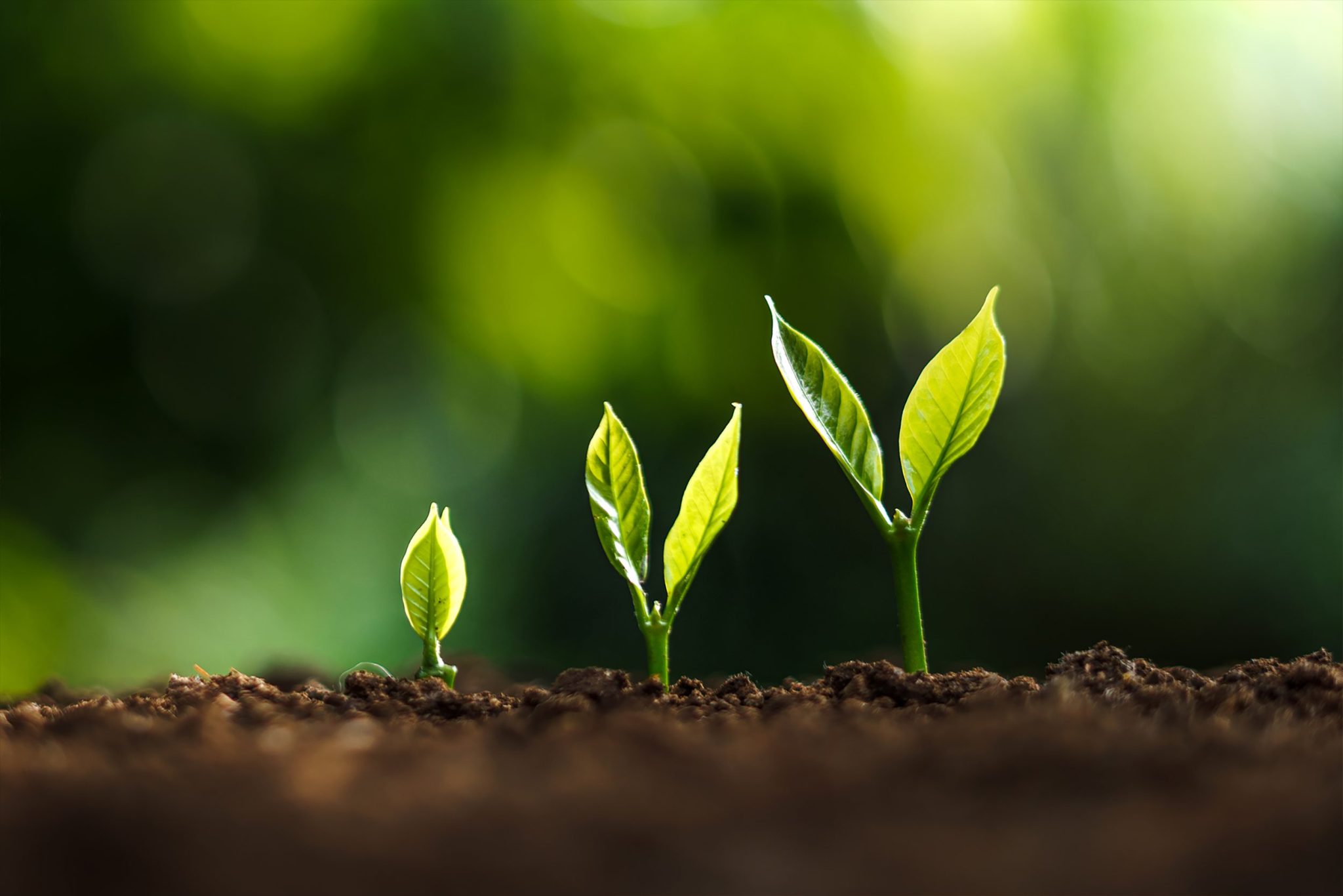 plants growing from the dirt